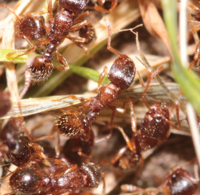 Tetramorium
