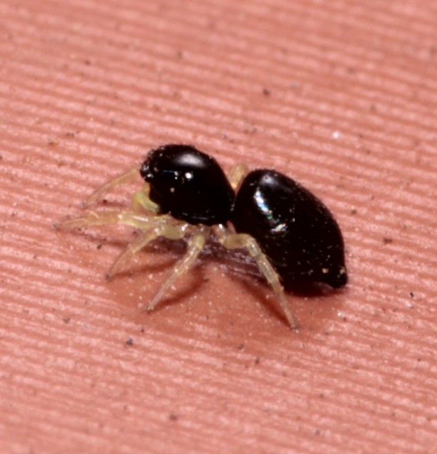 Heliophanus