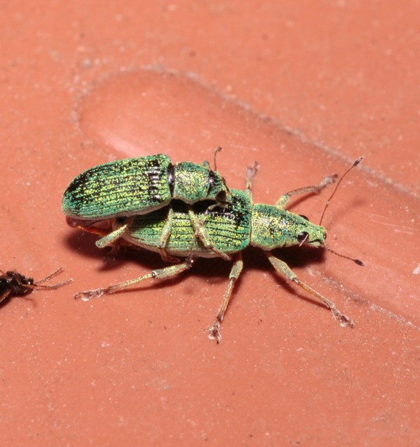 Polydrusus formosus - selymes lombormányos