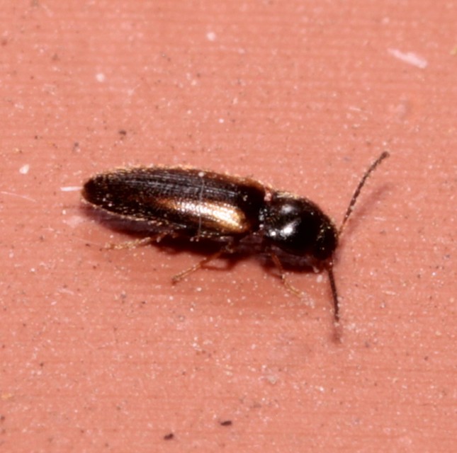 Adrastus rachifer - közönséges cserjepattanó