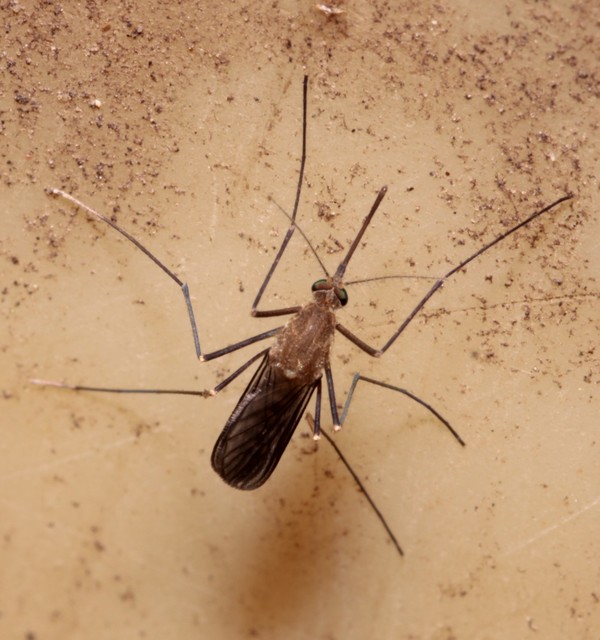 Culicidae - csípőszúnyogok