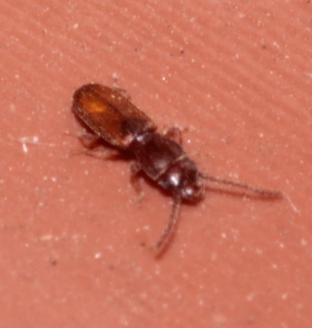 Laemophloeidae - szegélyeslapbogár-félék