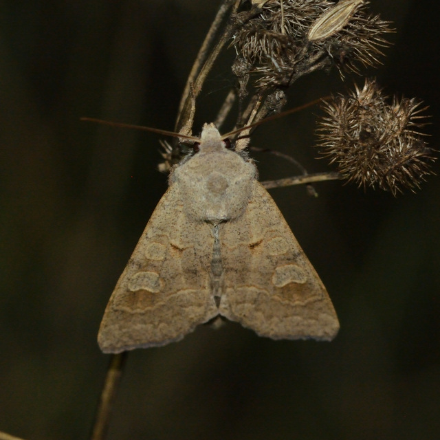 Ammoconia caecimacula - szürke őszibagoly