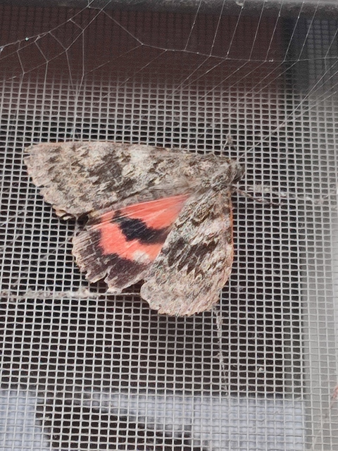 Catocala elocata - közönséges övesbagoly