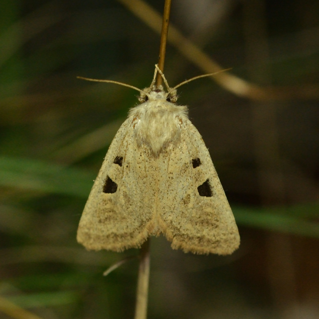 Episema glaucina - fogasjegyű liliombagoly
