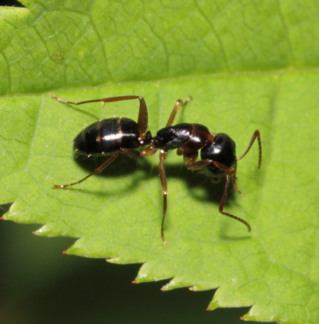 Camponotus fallax - ligeti lóhangya