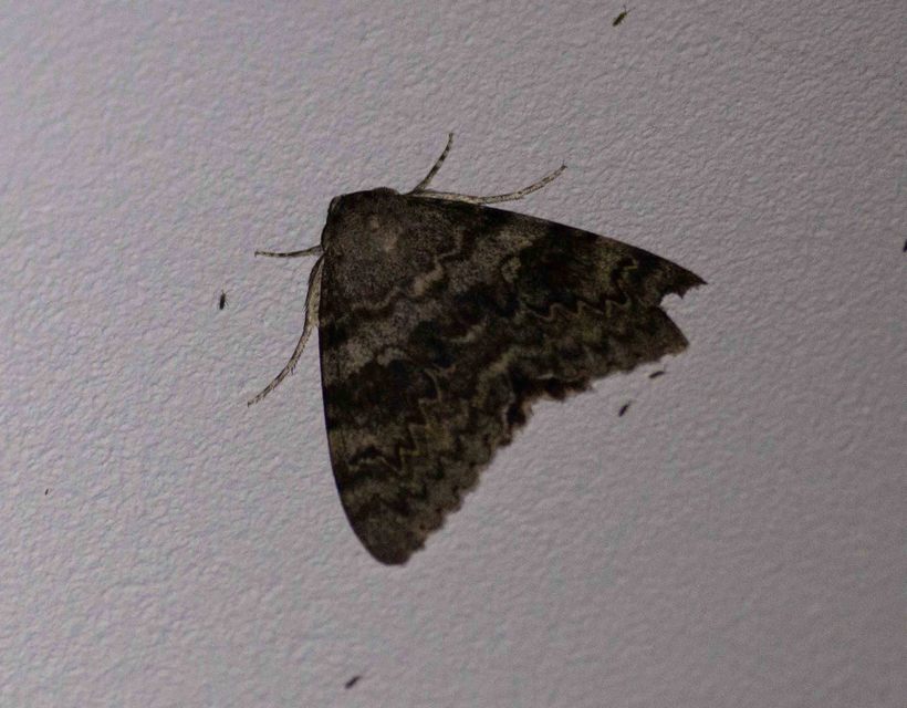 Catocala elocata - közönséges övesbagoly