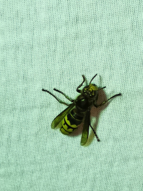 Vespa crabro - lódarázs