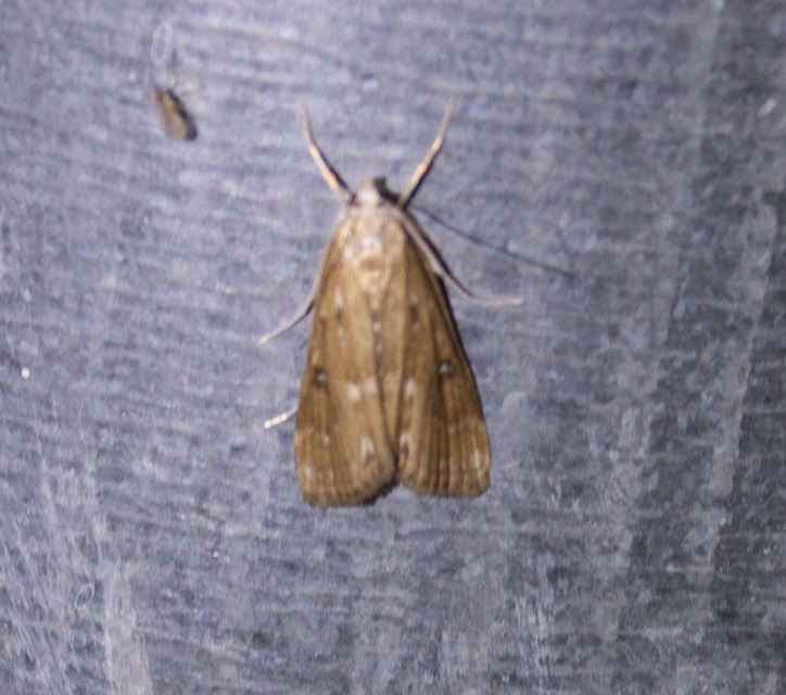 Parapoynx stratiotata - közönséges vízimoly