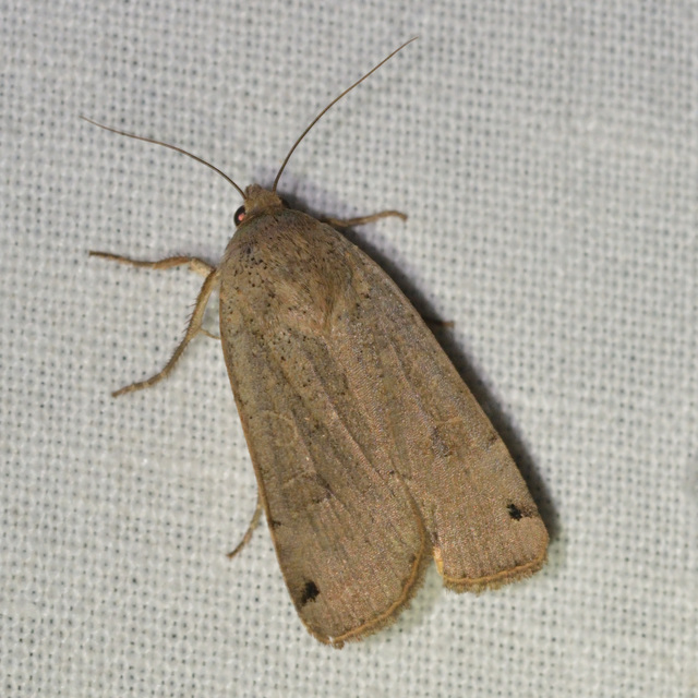 Noctua orbona - foltos sárgafűbagoly