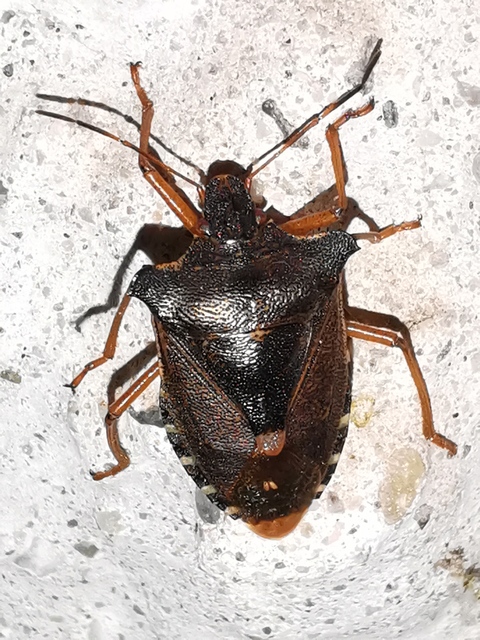 Pentatoma rufipes - vöröslábú címerespoloska Pentatoma rufipes - vöröslábú címerespoloska