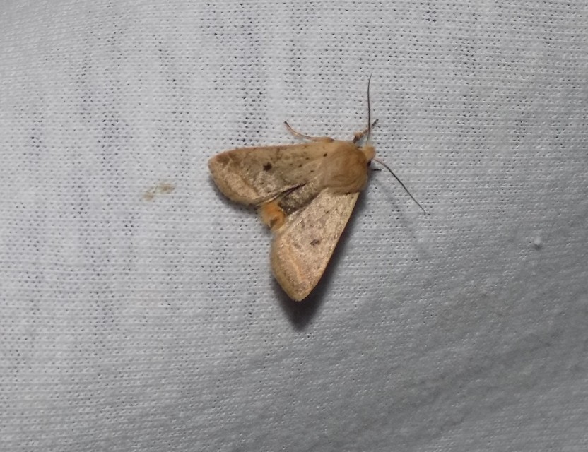 Propenistra laevis - könnyű őszibagoly