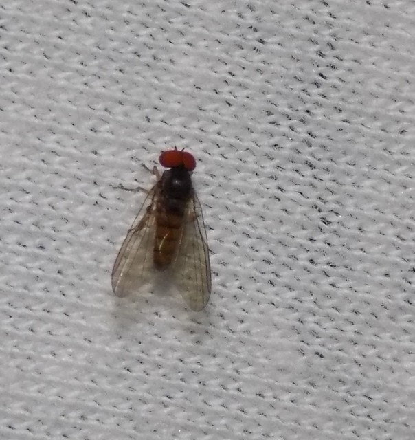 Platypezidae - kormoslegyek