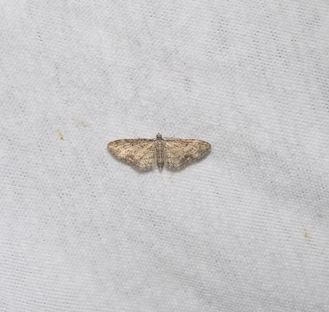 Eupithecia inturbata - juhar-törpearaszoló