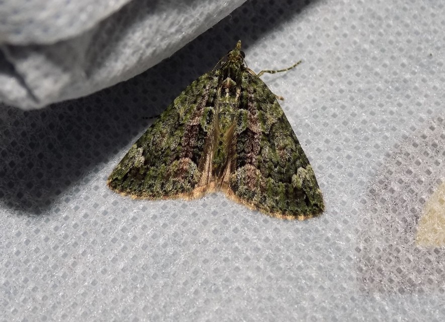 Chloroclysta siterata - salátazöld araszoló
