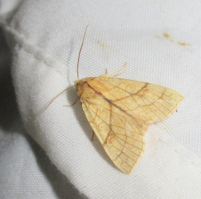 Tiliacea citrago - citromszínű sárgabagoly