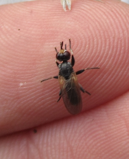 Thecophora