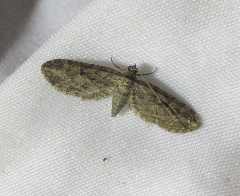 Eupithecia ericeata - feketefenyő-törpearaszoló