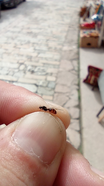 Solenopsis fugax - tolvajhangya