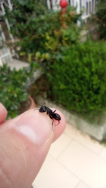 Camponotus vagus - fekete lóhangya