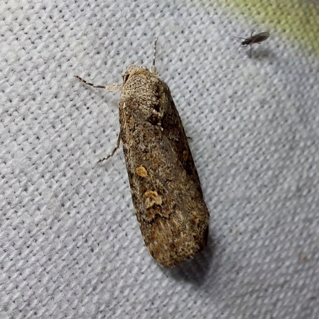 Spodoptera exigua - apró jegyesbagoly