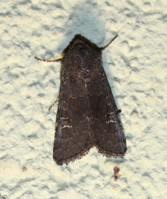 Aporophyla lutulenta - sziki őszibagoly