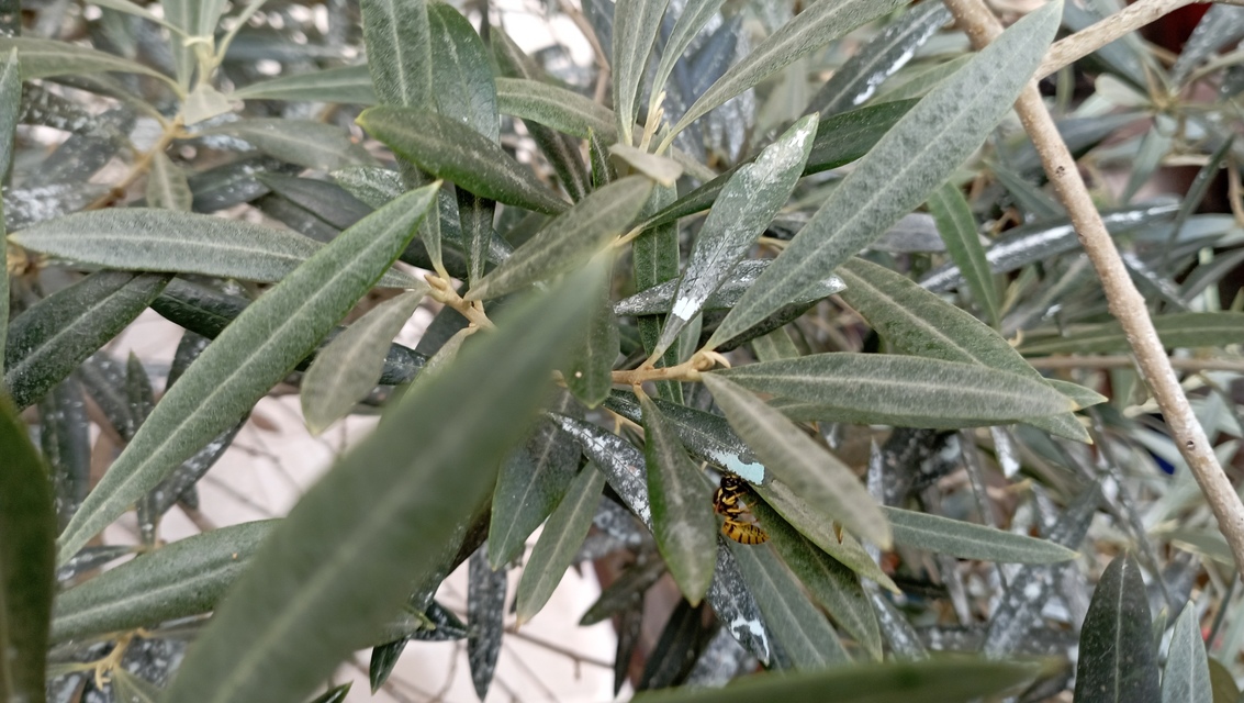 Vespula