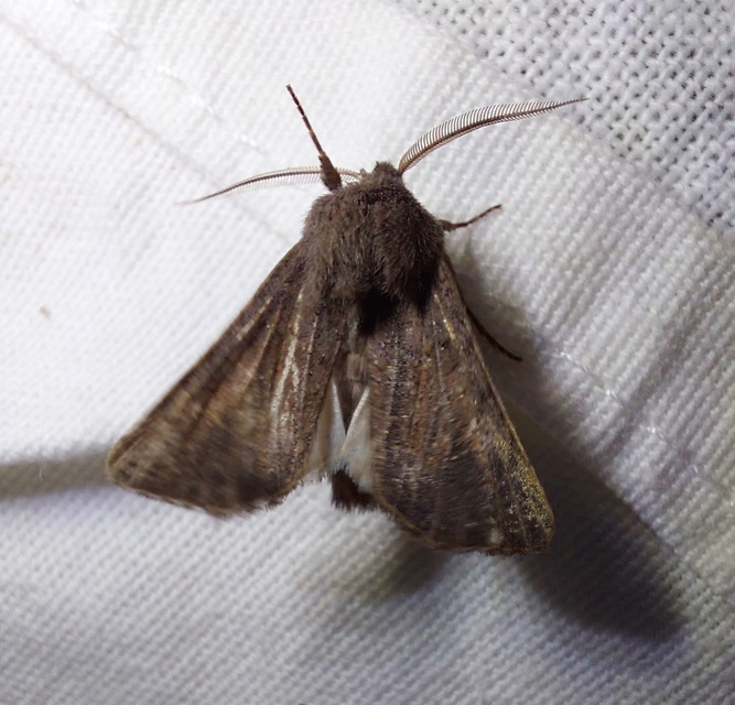 Aporophyla lutulenta - sziki őszibagoly