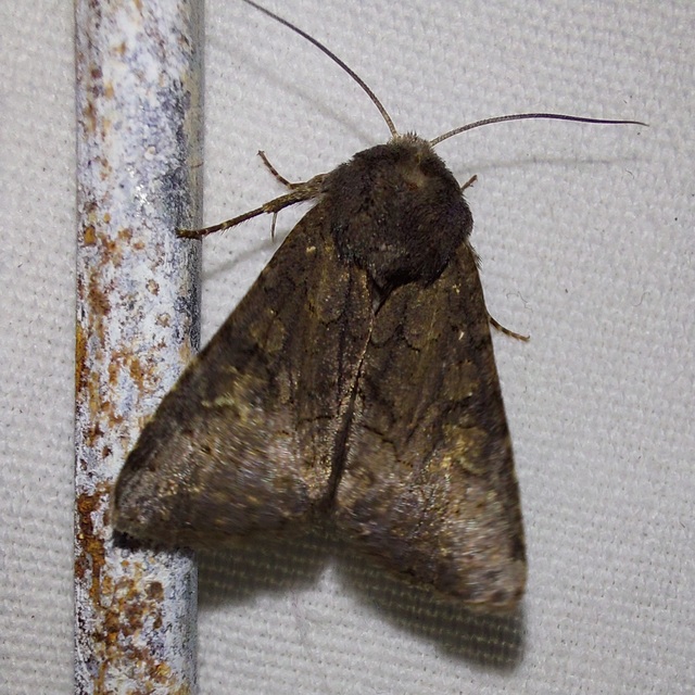 Aporophyla lutulenta - sziki őszibagoly