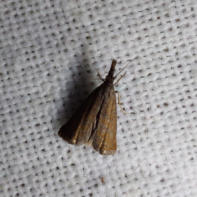 Platytes cerussella - törpe fűgyökérmoly