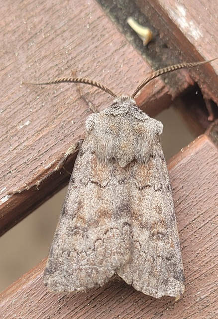 Agrotis cinerea - szürkés földibagoly
