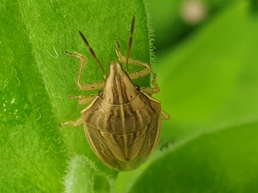 Aelia acuminata - közönséges szipolypoloska Aelia acuminata - közönséges szipolypoloska