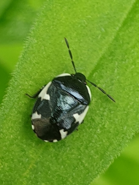 Tritomegas sexmaculatus - hatfoltos földipoloska