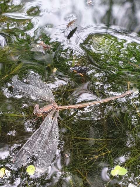 Chalcolestes viridis/parvidens