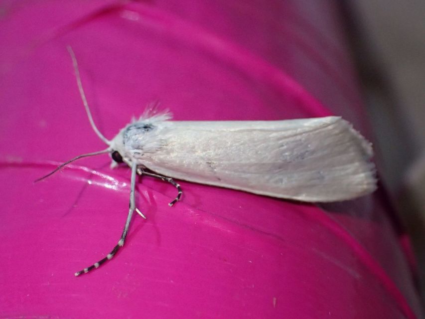 Scirpophaga praelata - kócsagmoly