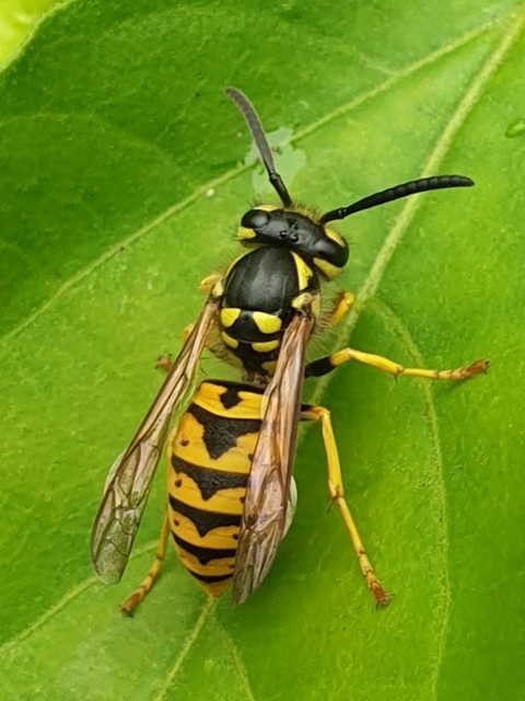 Vespula germanica - német darázs