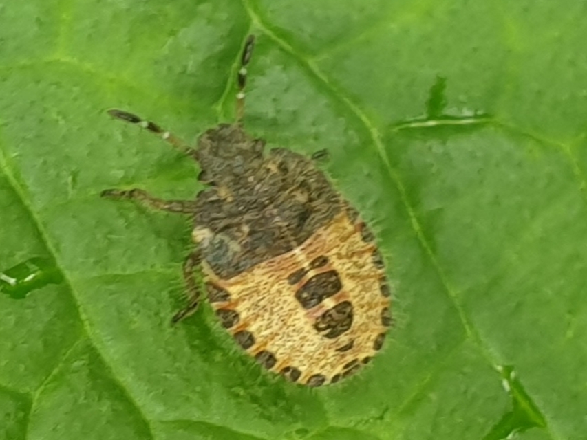 Dolycoris baccarum - közönséges bogyómászó-poloska