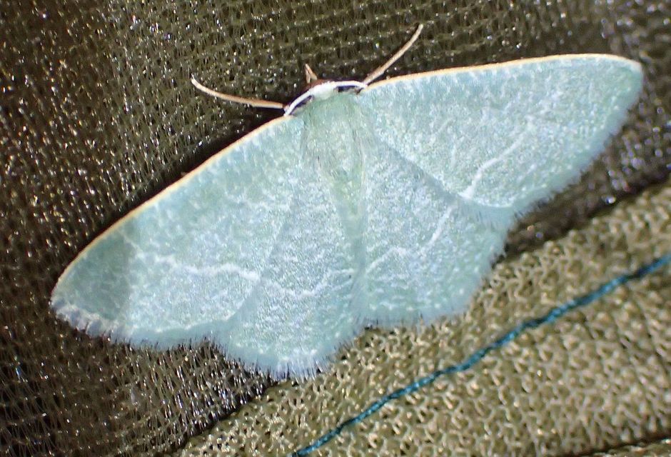 Phaiogramma etruscaria - fehérpettyes zöldaraszoló