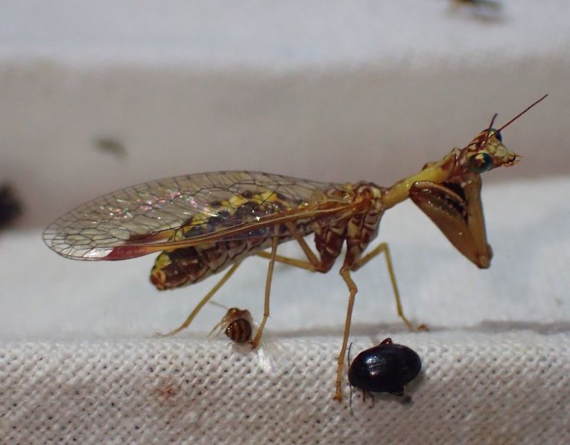 Mantispa styriaca - kétszínű fogólábú-fátyolka
