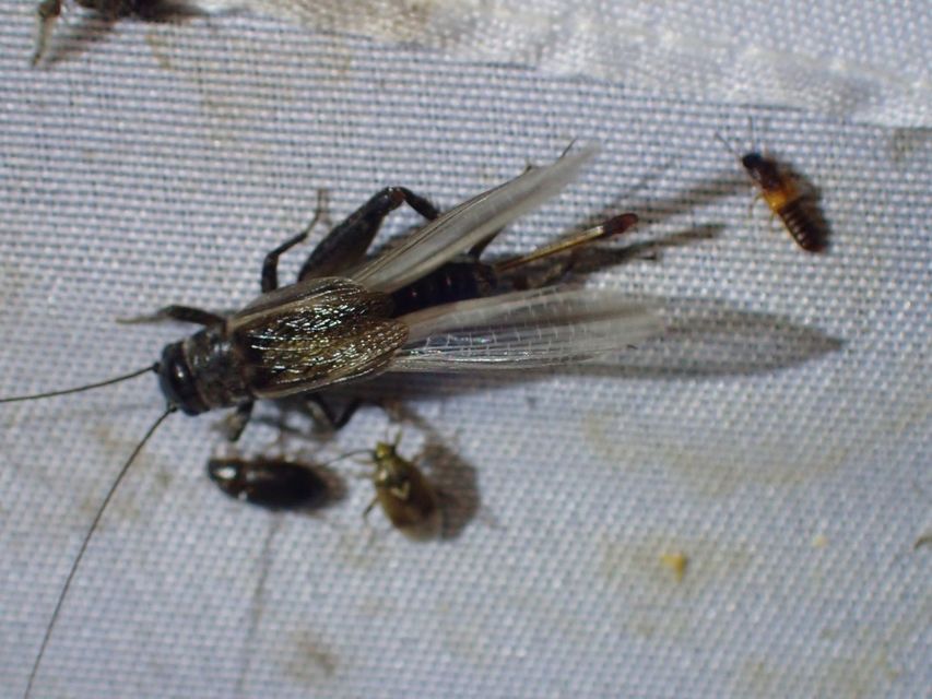 Eumodicogryllus bordigalensis - bordói tücsök