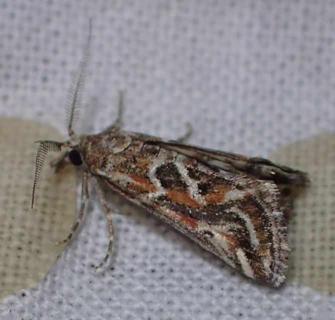 Hypotia massilialis - cifra fényilonca
