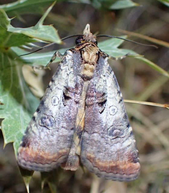 Epilecta linogrisea - karcsú sárgafűbagoly