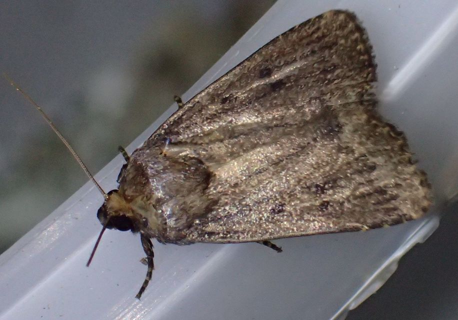 Amphipyra tragopoginis - bakszakállbagoly