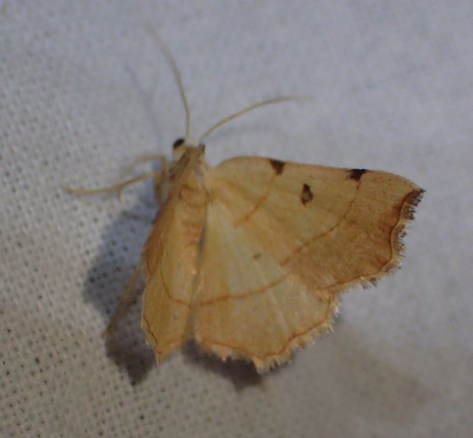 Eilicrinia trinotata - háromjegyű araszoló