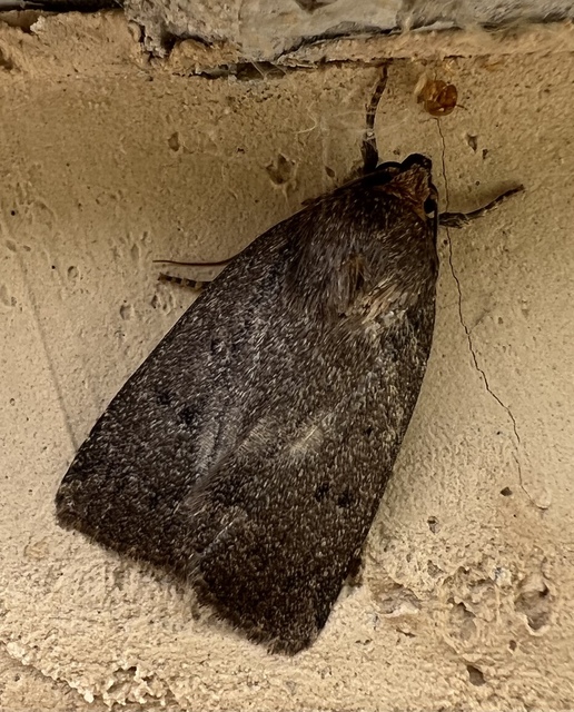 Amphipyra tragopoginis - bakszakállbagoly