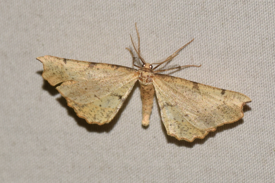 Artiora evonymaria - kecskerágó-araszoló