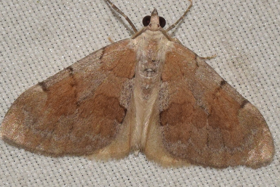 Pennithera firmata - sárgásvörös fenyőaraszoló
