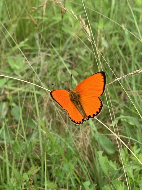 Lycaena virgaureae - arany-tűzlepke