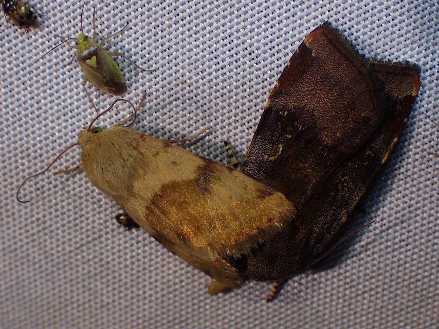 Heliothis viriplaca - mácsonyabagoly