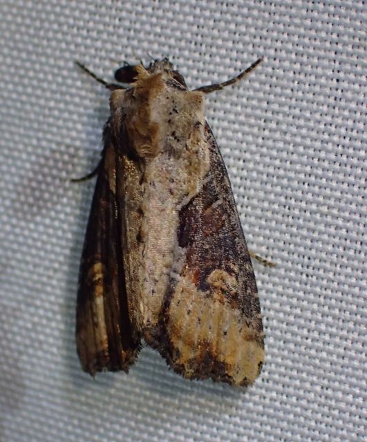 Lateroligia ophiogramma - harmatkása-dudvabagoly